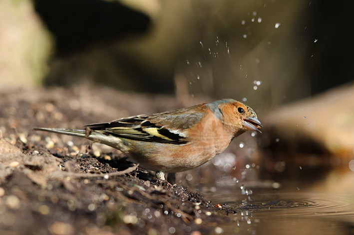 Vink